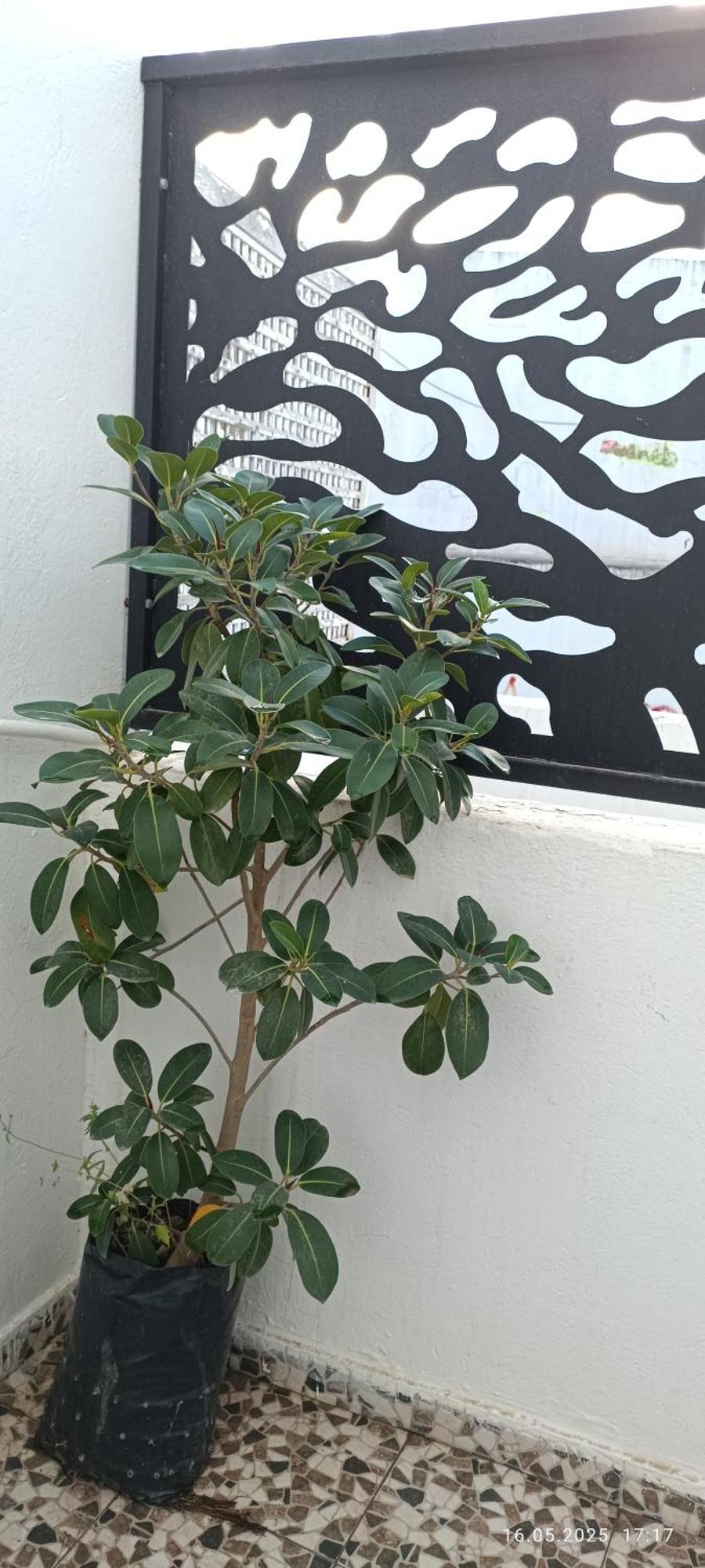 Residence Debbabi Sans Coupure D'Eau Monastir Room photo